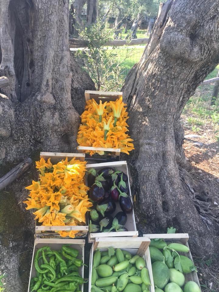 فيلا Torittoفي Agriturismo Armienti المظهر الخارجي الصورة