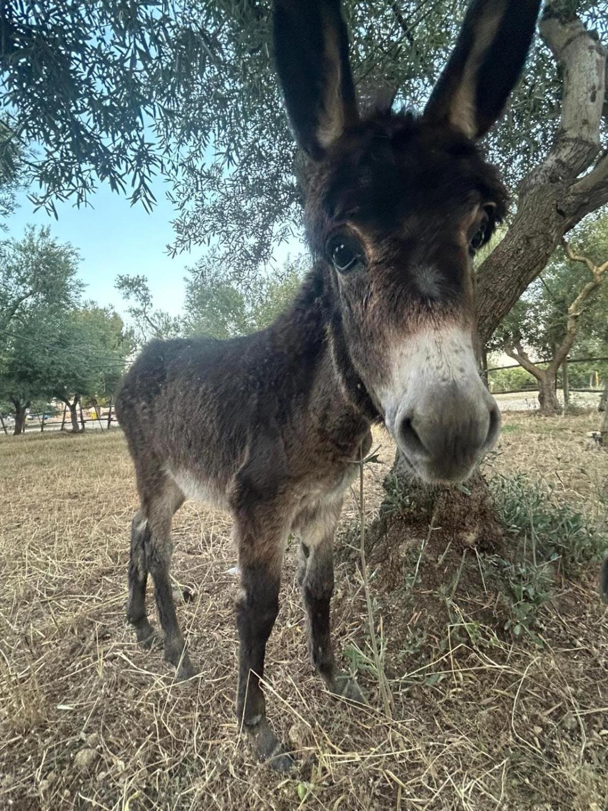 فيلا Torittoفي Agriturismo Armienti المظهر الخارجي الصورة