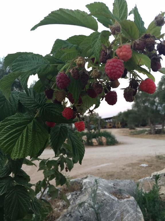 فيلا Torittoفي Agriturismo Armienti المظهر الخارجي الصورة